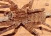 Zoropsis sp.
